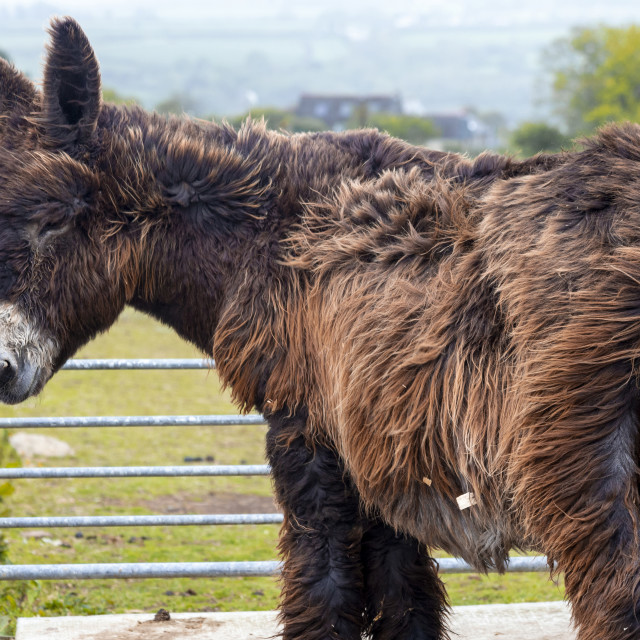 "Baudet Du Poitou Donkey" by Bobb Strongman - £20.00 "Baudet Du Poitou Donkey" stock image