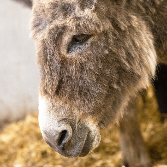 "Donkey" by Bobb Strongman - £20.00 "Donkey" stock image