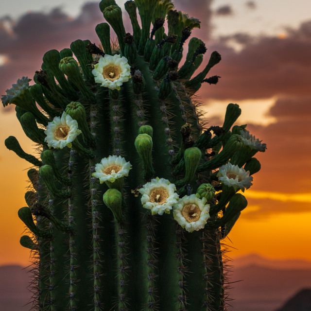 "Saguaro In Bloom" by Caymin Hannan - £36.00 "Saguaro In Bloom" stock image