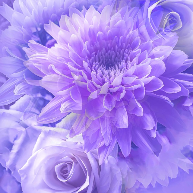 "Rose and Dahlia flowers" by RukhsanaC - £50.00 "Rose and Dahlia flowers" stock image