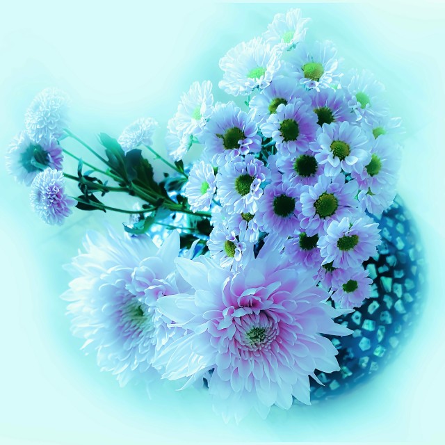 "Dahlia Flowers in shades of purple" by RukhsanaC - £50.00 "Dahlia Flowers in shades of purple" stock image