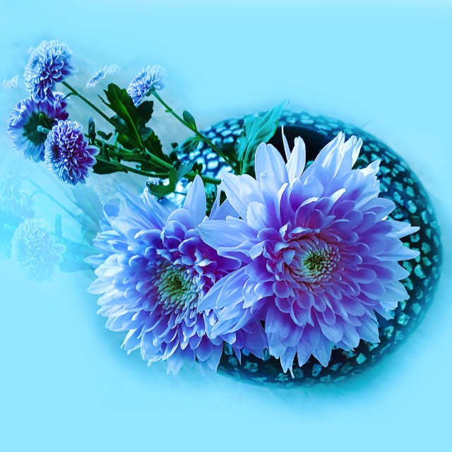"Dahlia flowers in a vase" by RukhsanaC - £50.00 "Dahlia flowers in a vase" stock image