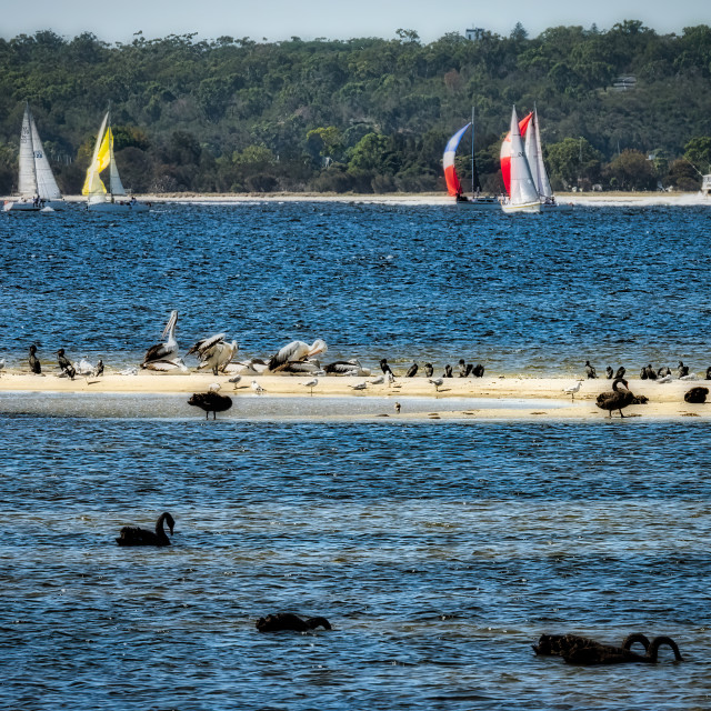 "Swan River Sand Bar with Many Water Birds 2" stock image