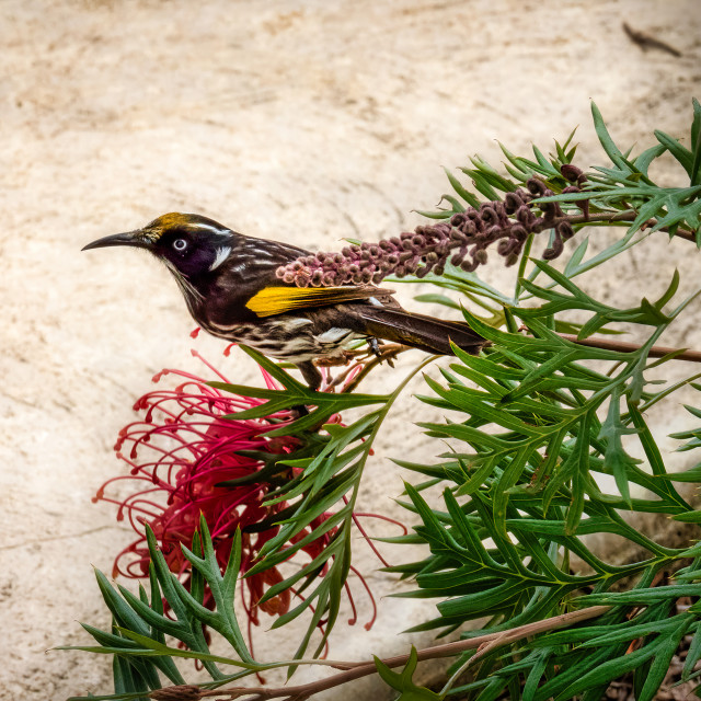 "New Holland Honey Eater on Grevillea Flower" stock image