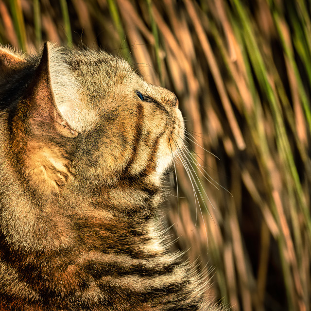 "Tabby Looking Up" stock image