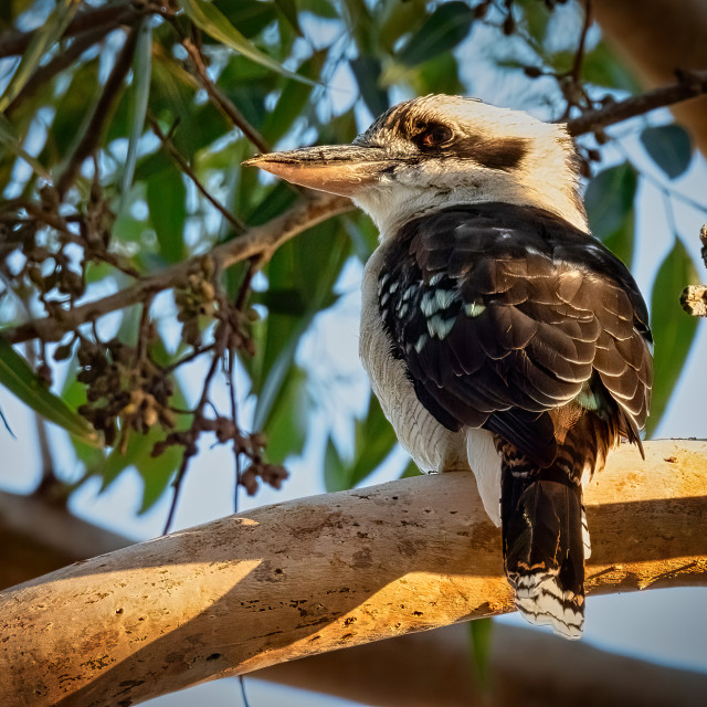 "Kookaburra in a Gum Tree" stock image