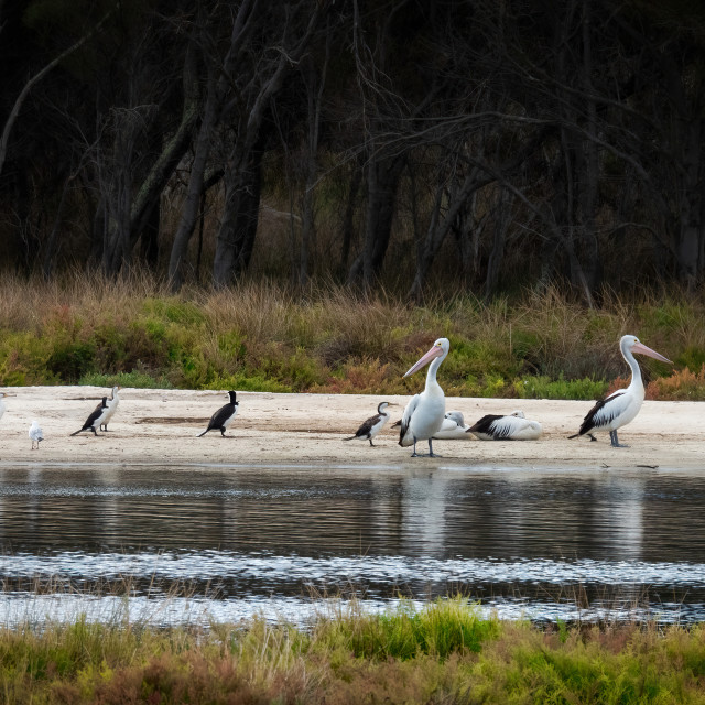 "Pelicans and Cormorants" stock image