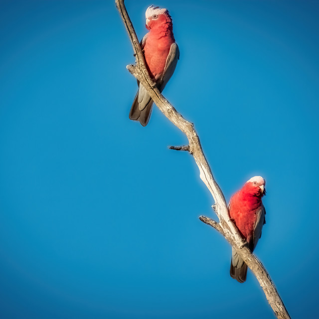 "Two Galahs on a Dead Branch" stock image