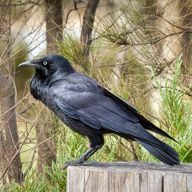 "Australian Raven on Tree Stump" stock image