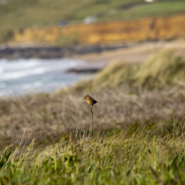 "Stonechat" by Bobb Strongman - £20.00 "Stonechat" stock image