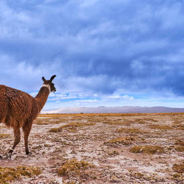 "ANDEAN LAMA" stock image