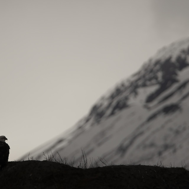 "Bald Eagle on a ridge in Alaska" stock image