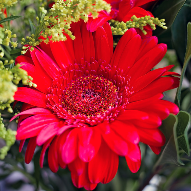 "Red Gerbera Daisy Blooming" stock image