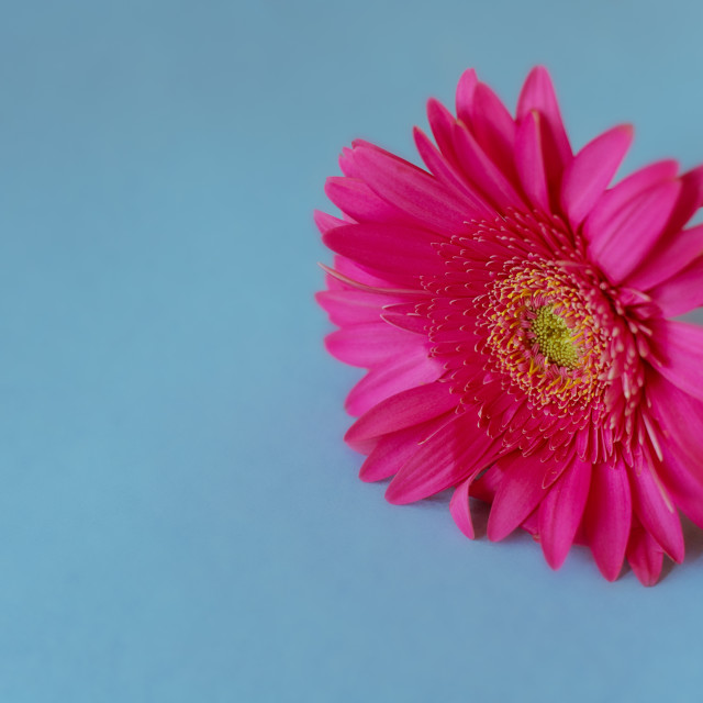 "Pink Gerbera Daisy on Light Blue Background" stock image