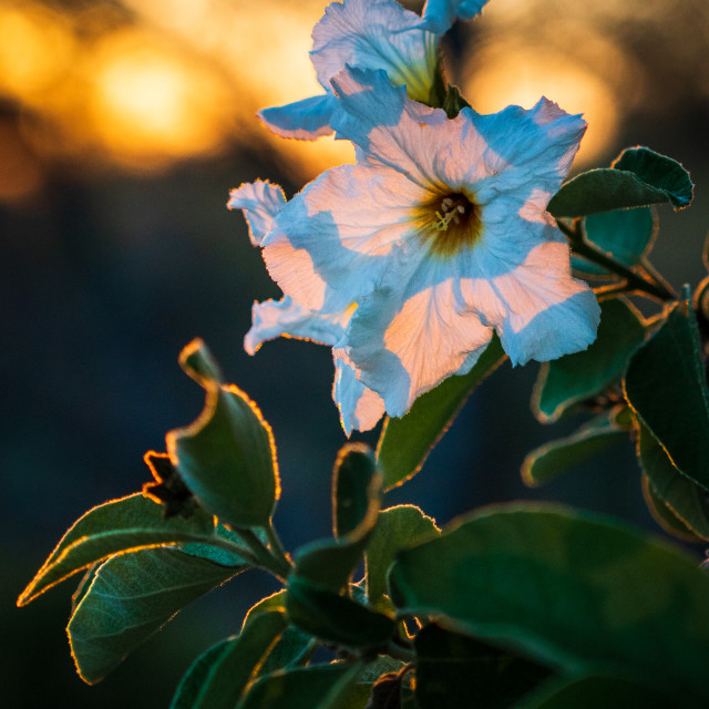 "Highlights and Hibiscus" by Caymin Hannan - £36.00 "Highlights and Hibiscus" stock image
