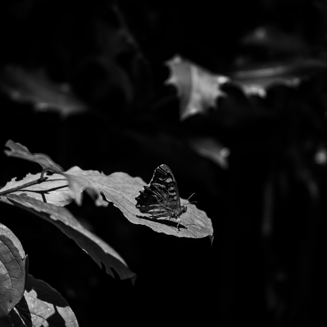 "Black and White Butterfly" stock image