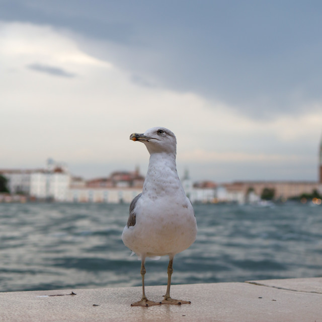 "Being a Seagull in Venice" stock image