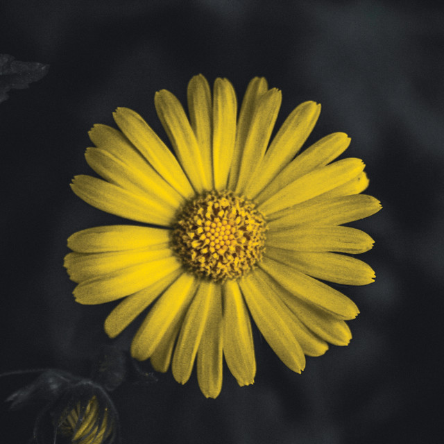 "Sunshine vs2" by Lisa - £1.00 "Sunshine vs2" stock image