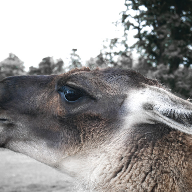"The Animal Park" by Lisa - £1.00 "The Animal Park" stock image