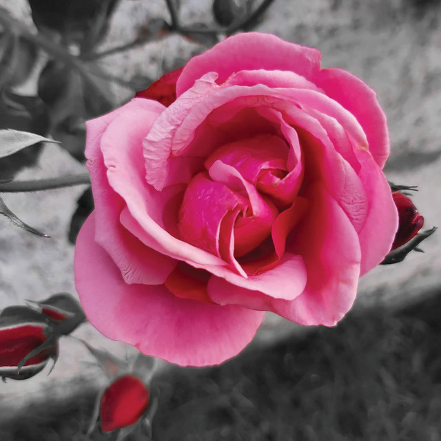 "Pink Rose" by Lisa - £1.00 "Pink Rose" stock image