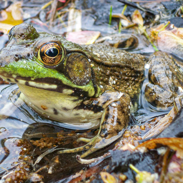 Dark Green Frog License, download or print for £12.40 Photos Picfair