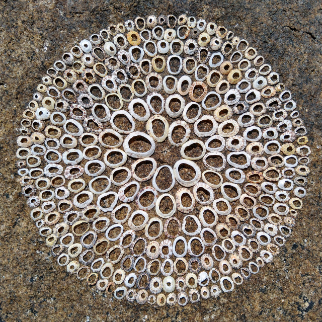 "Landart mandala from shells on rocks" stock image