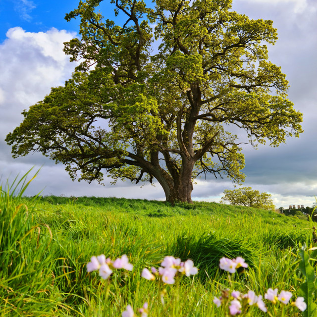 "The Oak Tree" stock image