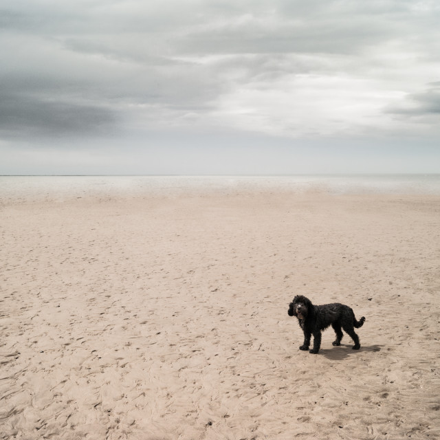 "BLACK DOG!" stock image