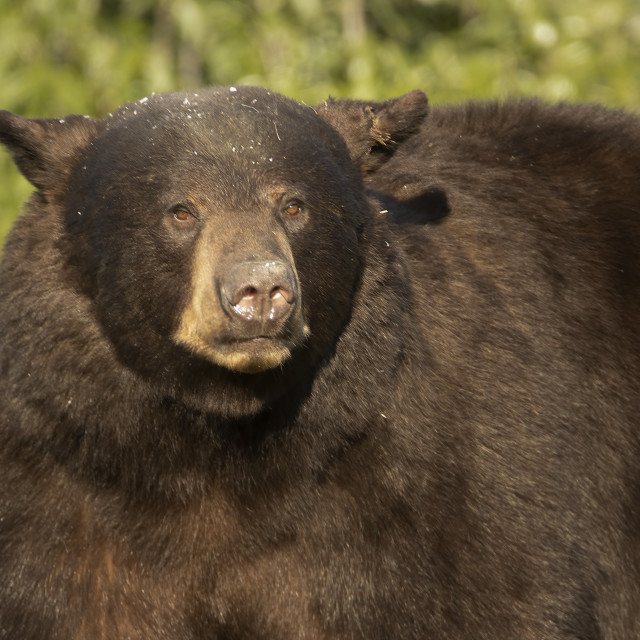 "Cinnamon Black bear" stock image