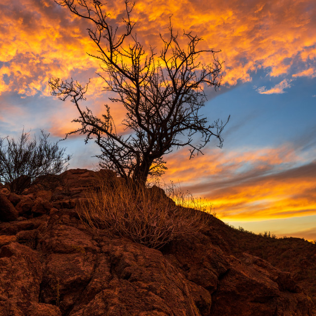 "The Burning Bush" by Caymin Hannan - £36.00 "The Burning Bush" stock image