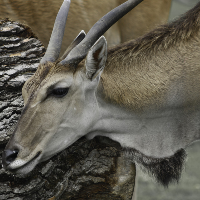 "The Safari" by Lisa - £1.00 "The Safari" stock image