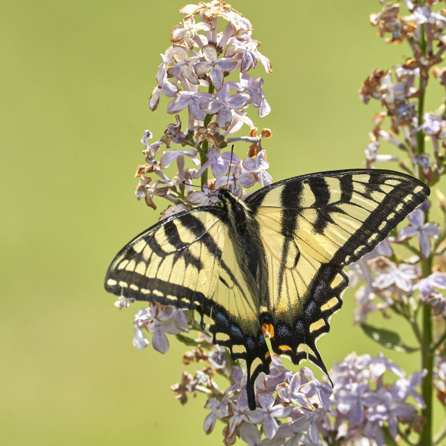 "Tiger Swallowtail Butterfly" stock image