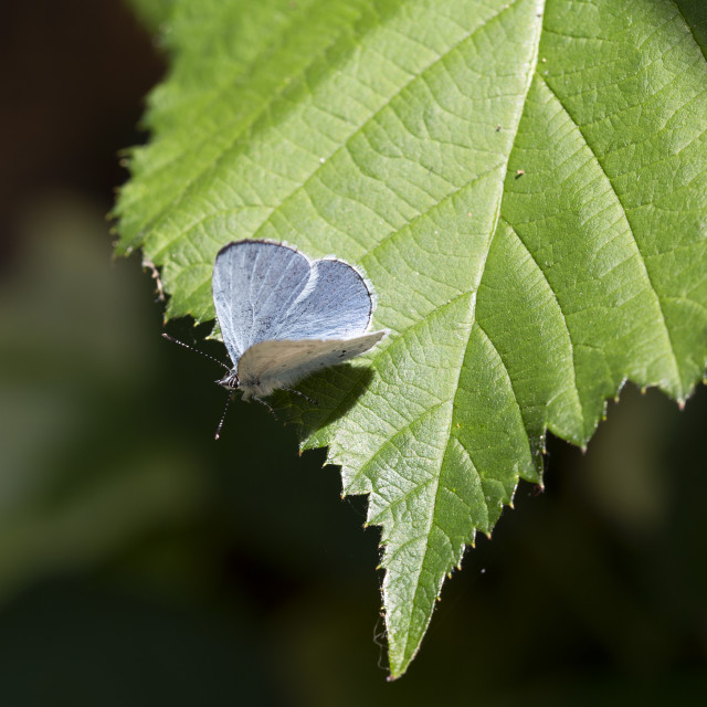 "Holly Blue Butterfly (Celastrina argiolus)" by Bobb Strongman - £20.00 "Holly Blue Butterfly (Celastrina argiolus)" stock image