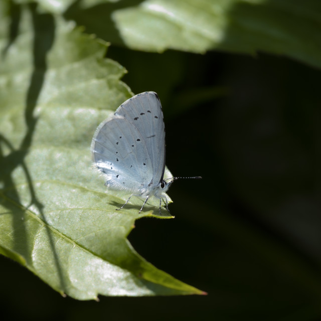 "Holly Blue Butterfly (Celastrina argiolus)" by Bobb Strongman - £20.00 "Holly Blue Butterfly (Celastrina argiolus)" stock image