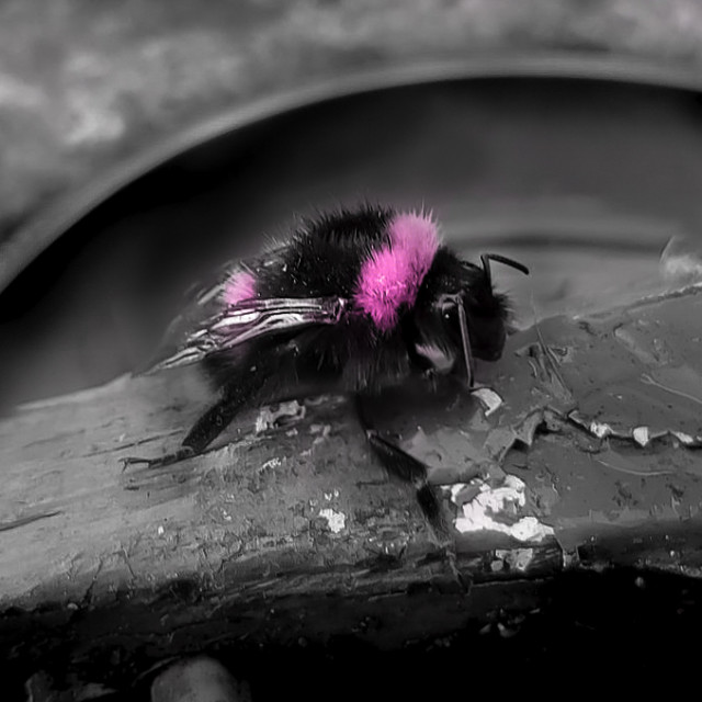 "Pink Bee" by Lisa - £1.00 "Pink Bee" stock image