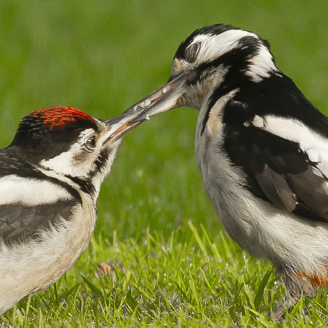 "The Look of Love - Woodpecker Feeding Baby" by John McGowan - £3.00 "The Look of Love - Woodpecker Feeding Baby" stock image
