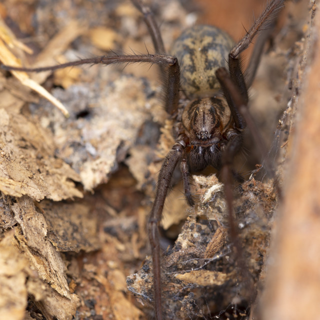 "House Spider - Eratigena" by Bobb Strongman - £20.00 "House Spider - Eratigena" stock image