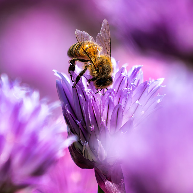 "Honey Bee collecting pollen." stock image