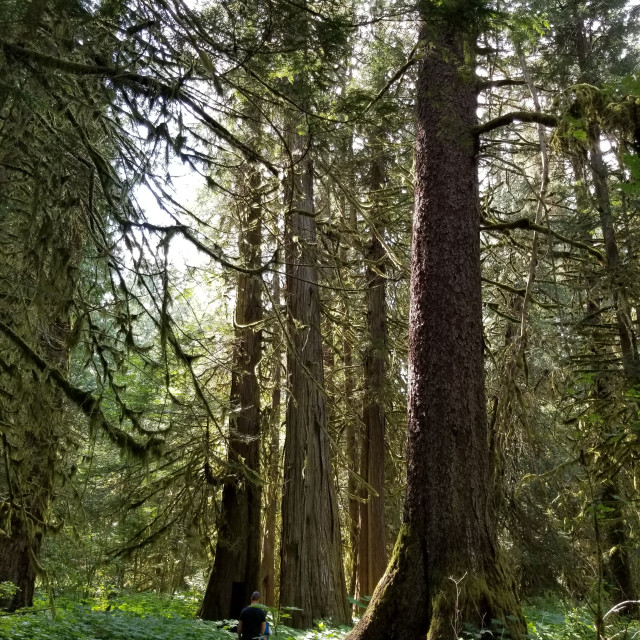 "Bella Coola forest" stock image
