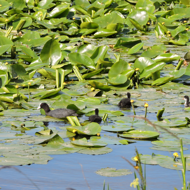 "RSPB Middleton Lakes - 2019" by Ann Tomlin Photography - £10.00 "RSPB Middleton Lakes - 2019" stock image