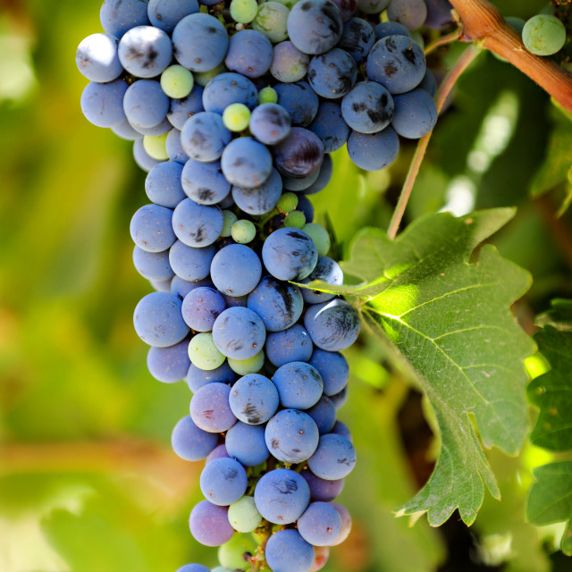 "Purple grapes on the vine in Chile." stock image