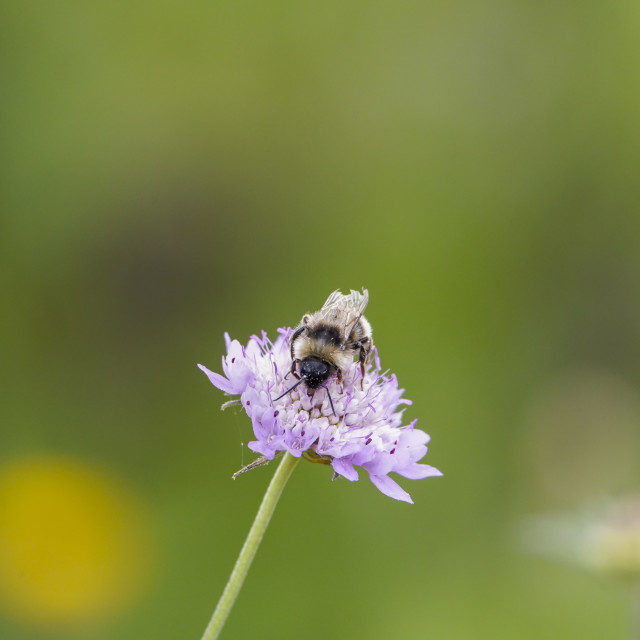 "bumblebee, bumble bee, Bombus, on a flower feeding" stock image