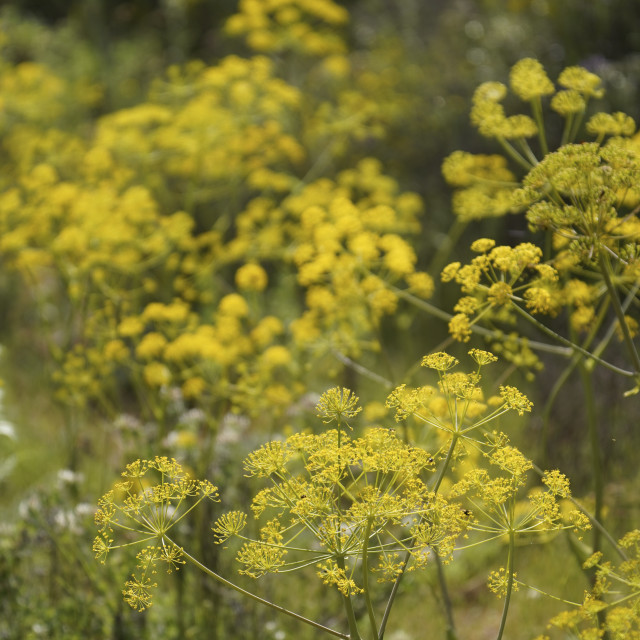 "Thapsia villosa, villous deadly carrot plant, flowering in mountains of Andalucia, Spain." stock image