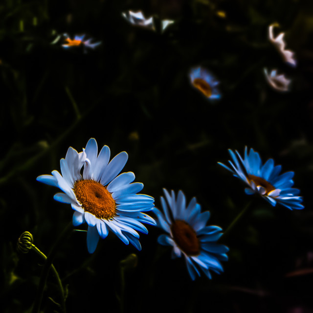"flower-daisy-arizona-sunrise" by Chuck Taylor - £77.82 "flower-daisy-arizona-sunrise" stock image