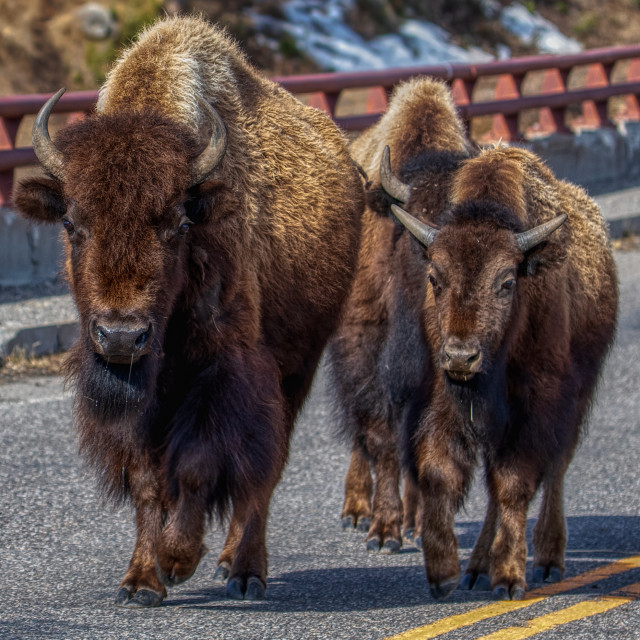 "animal-buffalo-yellowstone-road" by Chuck Taylor - £77.82 "animal-buffalo-yellowstone-road" stock image