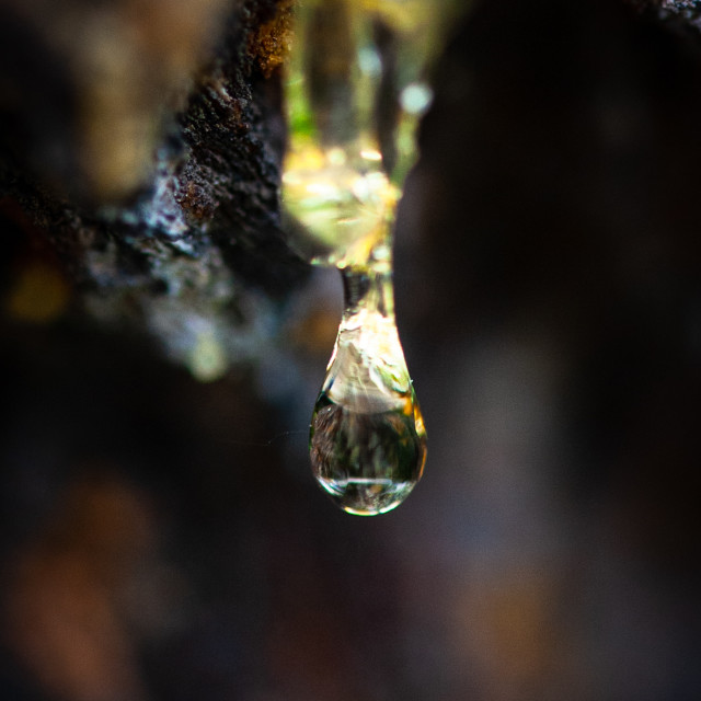 drips of sap gems of trees License, download or print for £15