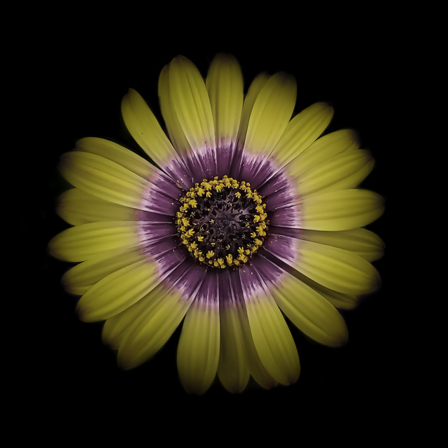 "Flower" by Lisa - £1.00 "Flower" stock image