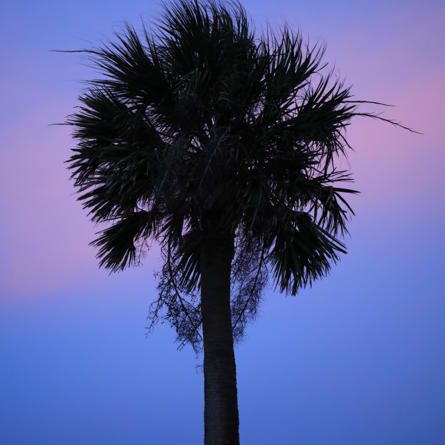 "Palmetto Sunset" stock image