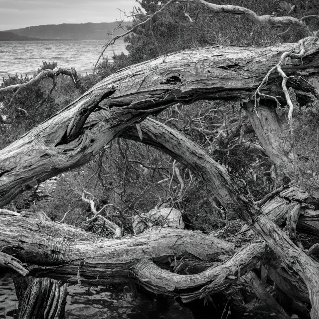 "Gnarled Tree at the Cove" stock image