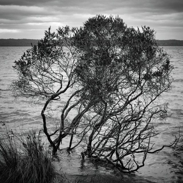 "Cove Tree" stock image